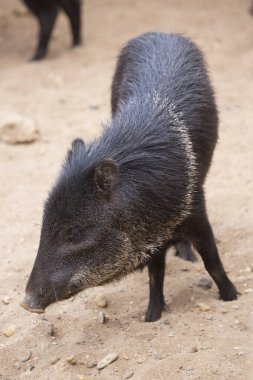 Genç bir yaban domuzuna yakın çekim