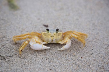 Atlantik hayalet yengeci, Ocypode dörtlüsü alçak gelgitte sahilde yanlamasına yürüyor