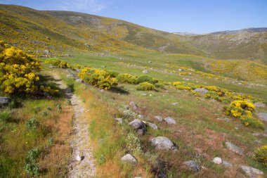 Sarı çalılı resimli dağlar.