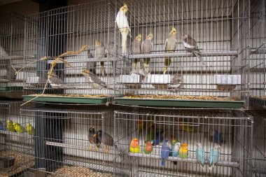 Şehirdeki evin kuşu.