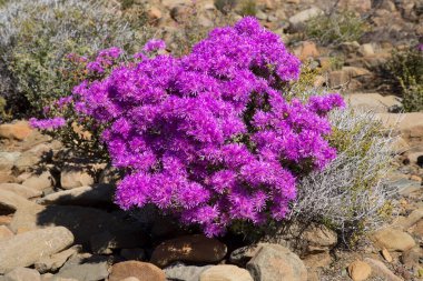 Çiçekler ve bitkilerle dolu güzel bir manzara. 