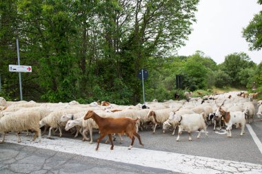 Yolda yürüyen koyun ve keçi sürüsü