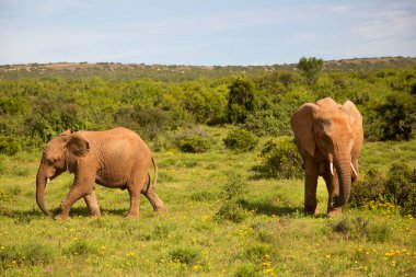 Afrika savan fillerinin aile sürüsü çim tarlalarında sarı yabani çiçeklerle otluyor.