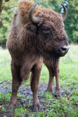 Doğal ortamdaki bilge ya da Avrupalı bizonlar