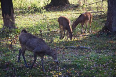 Ormanda genç bir geyik