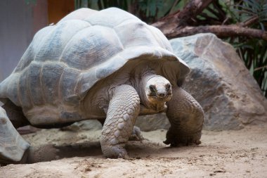 Dev kaplumbağanın yakın görüntüsü