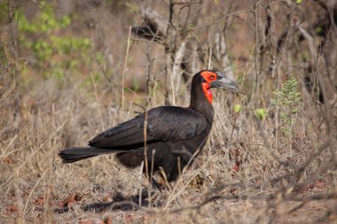 Güney zemin boynuzu, Bucorvus önde gelen beateri, orman zemininde yürüyor ve yiyecek arıyor