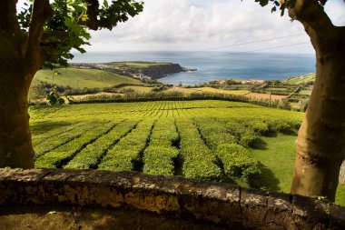 Avrupa 'daki tek çay arazisi olan sıra sıra çay çalılıklarının bulunduğu tarım tarlaları,