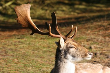 Ormandaki güzel geyik