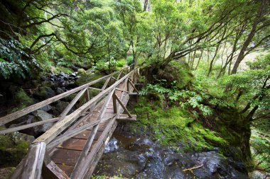 Ormanda ahşap köprü 