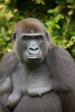 Batı ova gorilinin yakın görüntüsü  