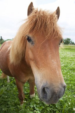 Tarladaki güzel at.