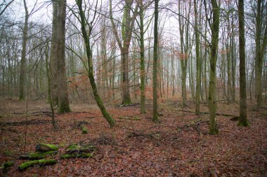 Ağaçlar ve yapraklarla dolu güzel bir sonbahar ormanı