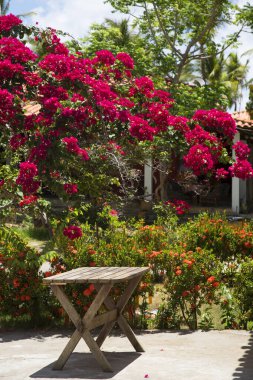 Güzel çiçekler, botanik çekimler