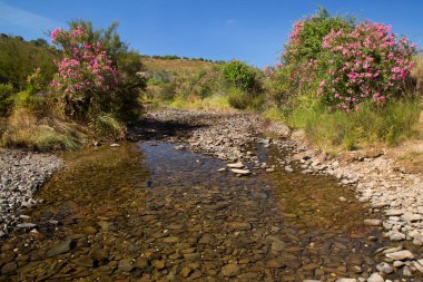 Akdeniz bölgesindeki zakkum ağaçları