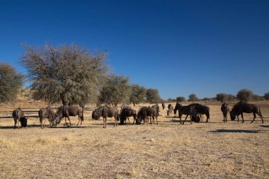 Siyah antilop ya da beyaz kuyruklu gnu, Connochaetes Gnou, açık ovalarda yürüyor.