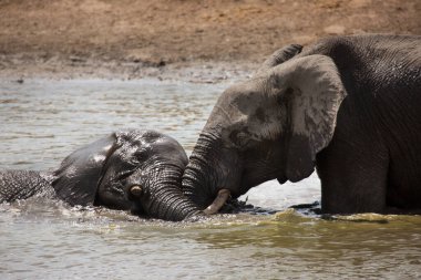 Afrika savanası filleri banyo yapıyor, oynuyor ve kendilerine su ve çamur püskürtüyorlar.