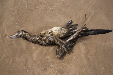 Deniz kıyısında ölü bir kuş.