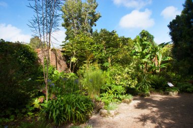 Güzel botanik manzarası