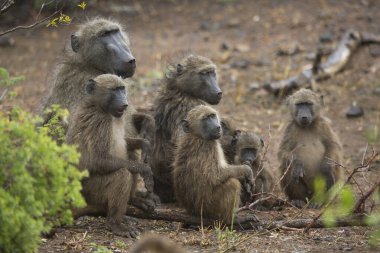 Vahşi ortamda şirin babunlar.
