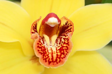 Bahçedeki güzel orkide manzarası