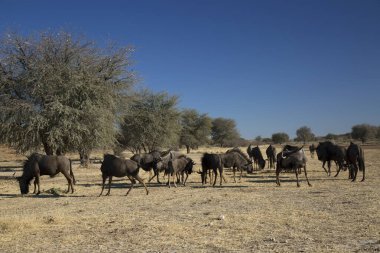 Siyah antilop ya da beyaz kuyruklu gnu, Connochaetes Gnou, açık ovalarda yürüyor.