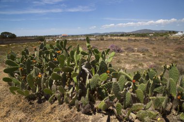 Kum yolu boyunca büyüyen büyük bir kıyı dikenli armut kaktüs grubu