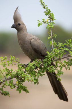 Gri Loerie ya da Kwvol, Corythaixoides concolor, bir dala oturup yiyecek arıyorlar.