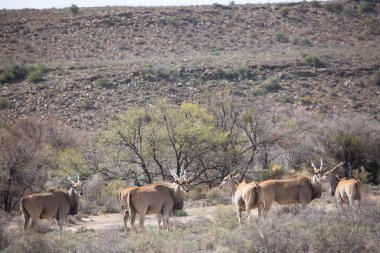 Büyük Kudu, yayılım gösterir: strepsiceros