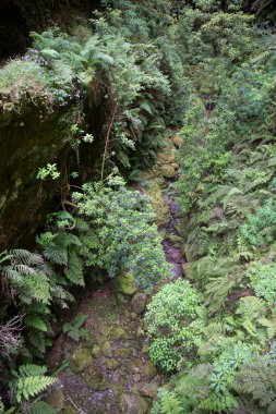 Ormanda yeşil yapraklar