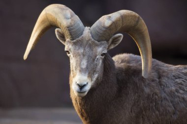 Bighorn koyunlarının başı, Ovis Canadensis.