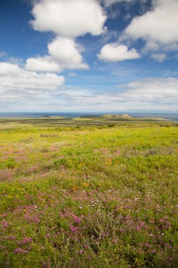 Çiçek tarlası olan güzel bir manzara 