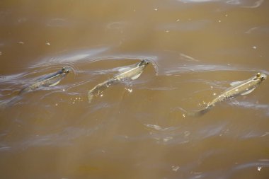 Çamurlu nehir suyunda yüzen balık