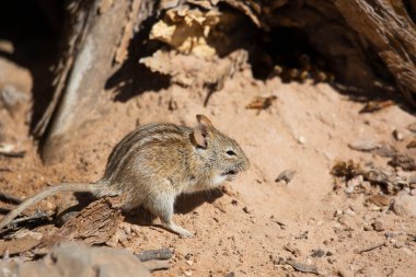 Dört çizgili çim faresi veya sıçan, Rhabdomys pumilio, çöl tabanında yiyecek arıyor.