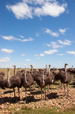 Bir grup genç devekuşu, Struth Camelus açık düzlüklerde birlikte yürüyorlar.