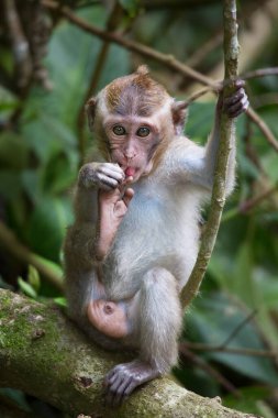 Genç yengeç yiyen ya da uzun kuyruklu macak, Macaca fascicularis, bölgeyi rahatça gözlemliyor.