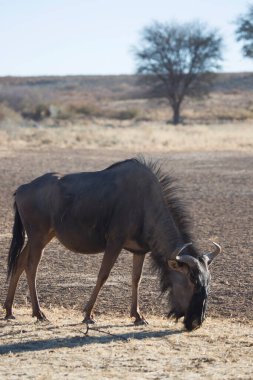 Siyah antilop ya da beyaz kuyruklu gnu, Connochaetes Gnou, açık ovalarda yürüyor.