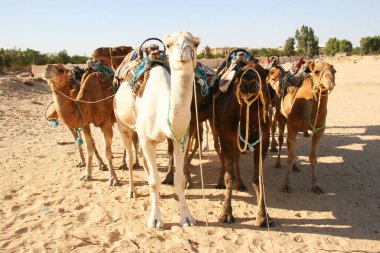 Yükün canavarı Dromedary, Camelus dromedarius, Sahra Çölü 'nde nakliye işini yapıyor.