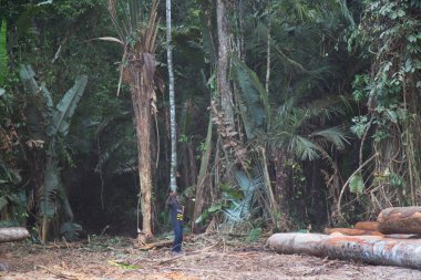 Tropikal ormandaki adam