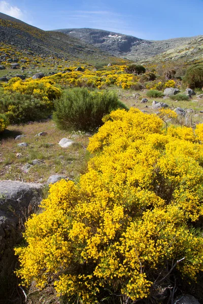Sarı Çalılı Resimli Dağlar — Stok fotoğraf