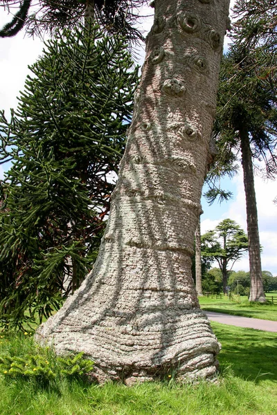 green grass in the park, a giant tree, the trees in summer