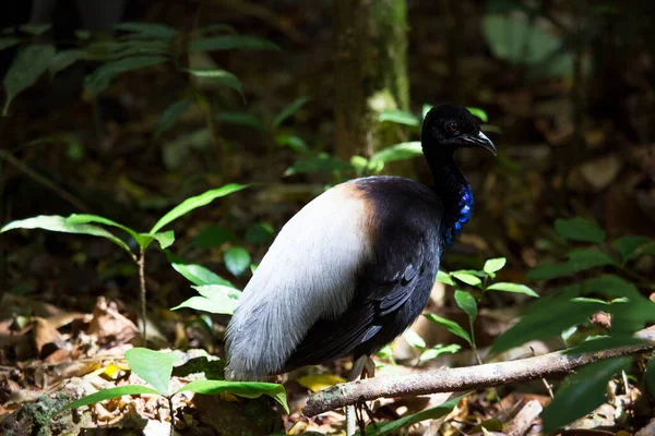 Oiseau Exotique Noir Dans Habitat Jungle — Photo