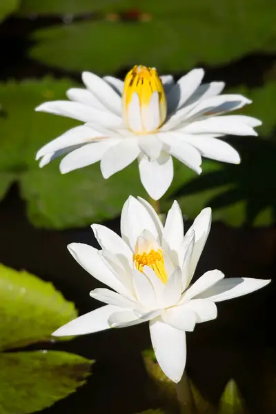Belas Flores Lótus Branco Lagoa — Fotografia de Stock