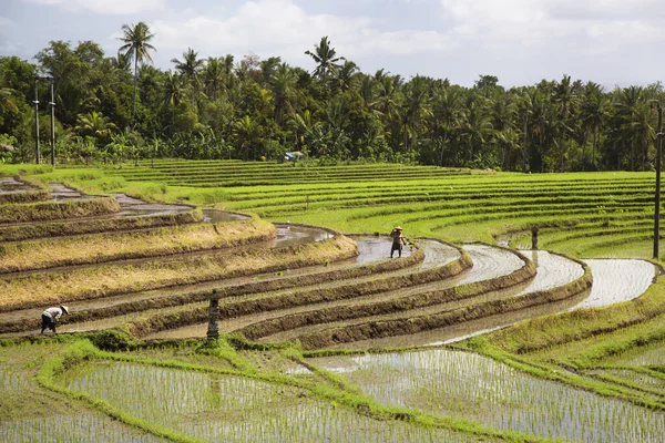 Terasta çalışan insanlar pirinç tarlaları, sawa 