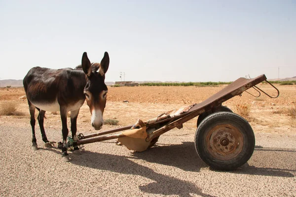 Burro Con Carro Soleado Desierto Escena —  Fotos de Stock