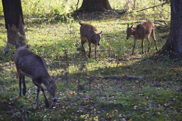 Ormanda bir geyik sürüsü