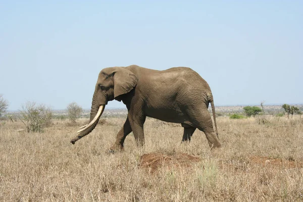 대초원에 아프리카 코끼리 — 스톡 사진