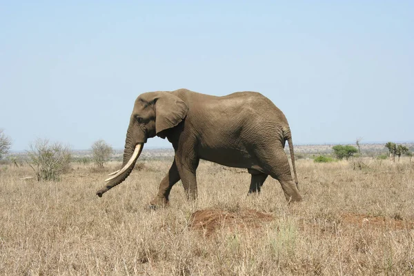 Elefante Africano Savana Kenya — Fotografia de Stock