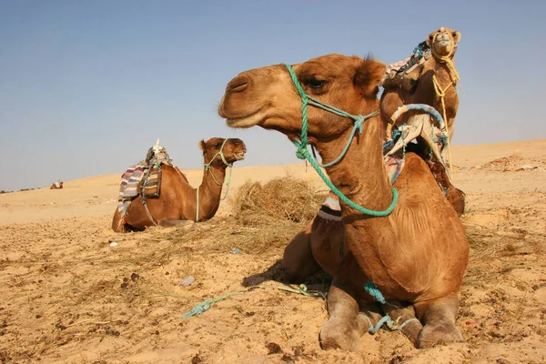Lasttier Dromedar Camelus Dromedarius Bei Seiner Transportarbeit Der Sahara — Stockfoto