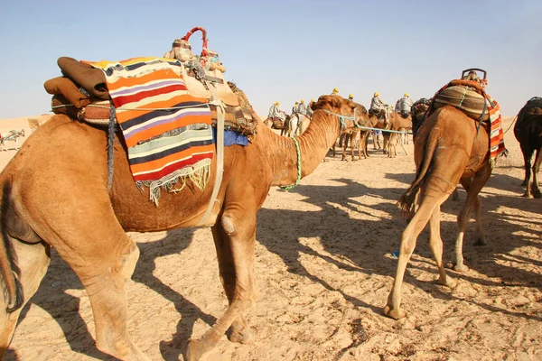 Bestia Ciężaru Dromedary Camelus Dromedarius Wykonuje Swoją Pracę Transportową Saharze — Zdjęcie stockowe